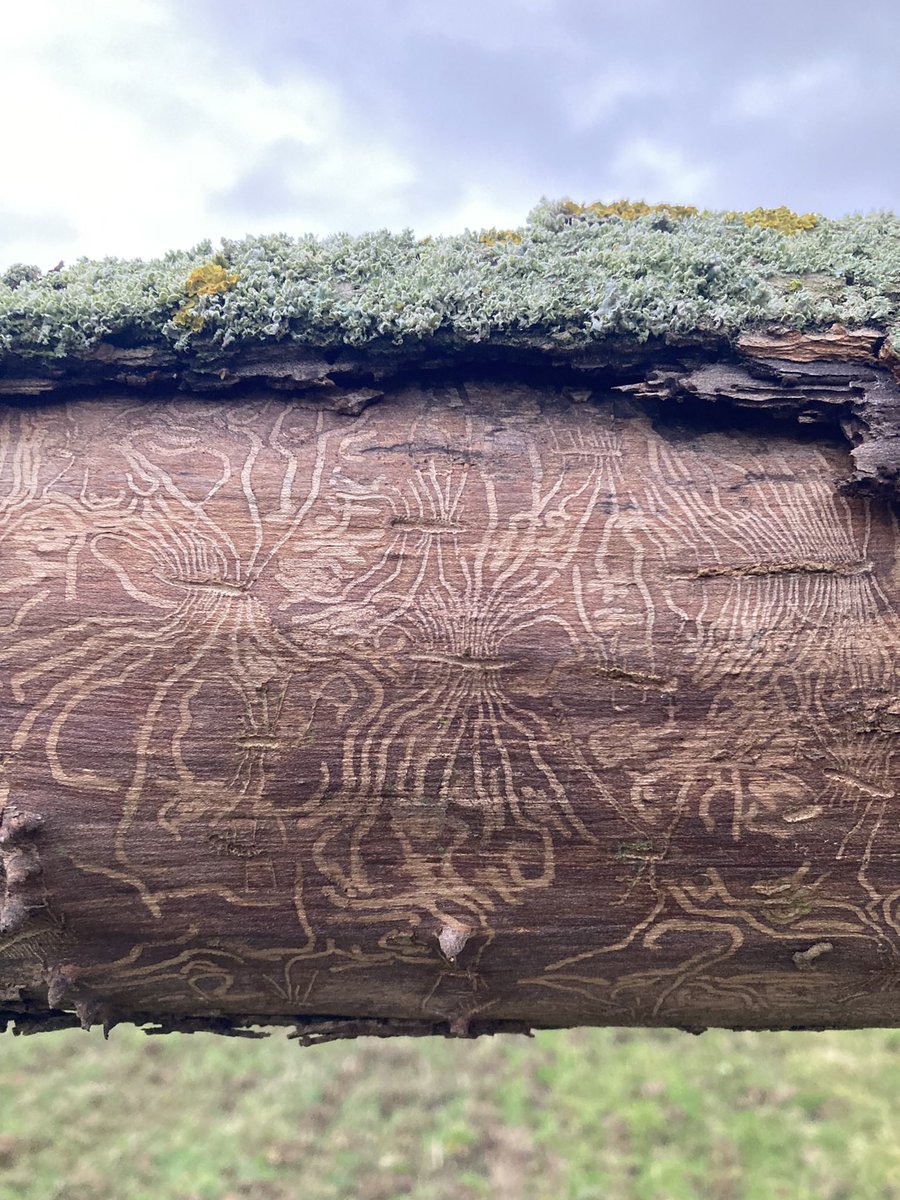 Elm Scribblings: carved by creatures who live beneath the bark, revealed only when storm Eunice brought their world crashing down. 🌳😊