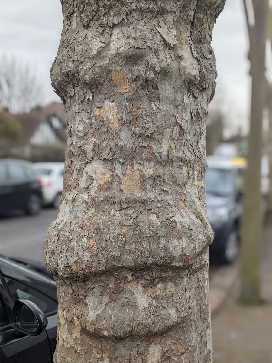 curiouswilds's tweet photo. #treeswithfaces https://t.co/32NBFZLpmA