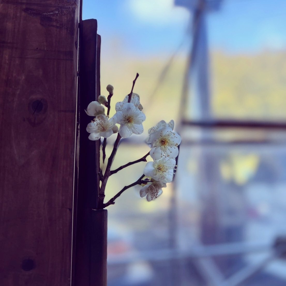 mituhanomori's tweet photo. 焼竹に浮かぶ一輪の梅

#梅 #焼竹の花瓶 #一輪挿し #みつはの杜 #みつは #杜 #nanointention #水 #里山再生 #生物多様性 #人と生物の共存 #モデルケース #自然保護区へ #328 https://t.co/6nyL5EFnGB