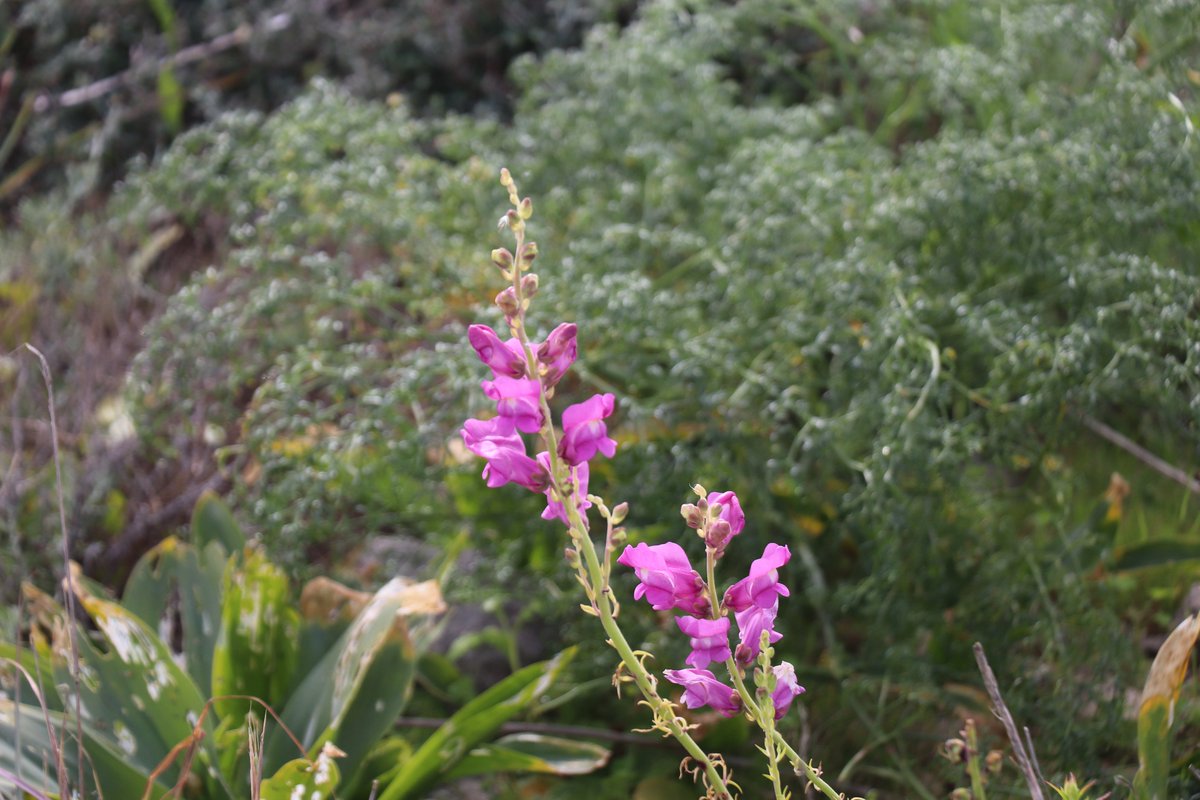 BirdLife_Malta's tweet photo. On Saturday, @Falko_BirdLifeM came together for a wildflower walk along the coast from Pembroke to Baħar iċ-Ċagħaq. With the help of a #wildflower ID guide, we managed to identify a variety of flowers as well as enjoy a nice walk along the coast. #naturewalk #youthgroup #event https://t.co/9kr2ZtoPSX