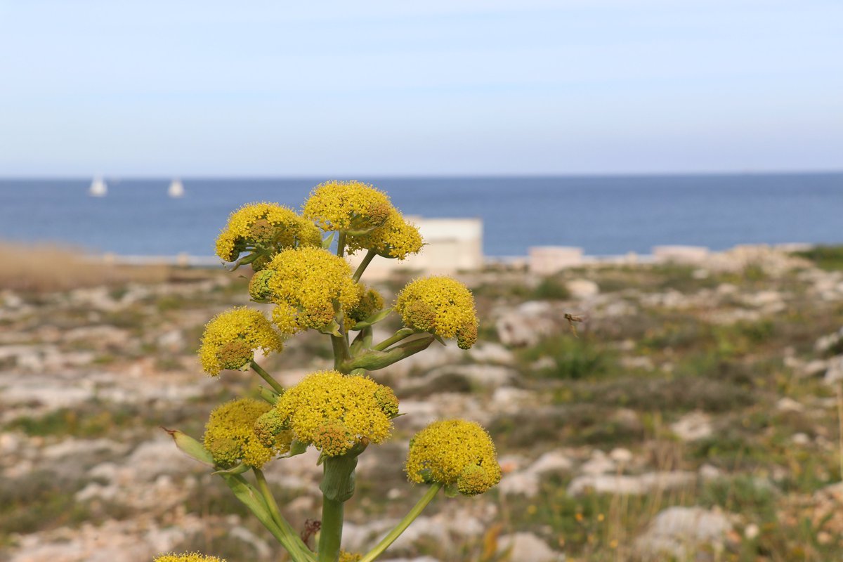 BirdLife_Malta's tweet photo. On Saturday, @Falko_BirdLifeM came together for a wildflower walk along the coast from Pembroke to Baħar iċ-Ċagħaq. With the help of a #wildflower ID guide, we managed to identify a variety of flowers as well as enjoy a nice walk along the coast. #naturewalk #youthgroup #event https://t.co/9kr2ZtoPSX