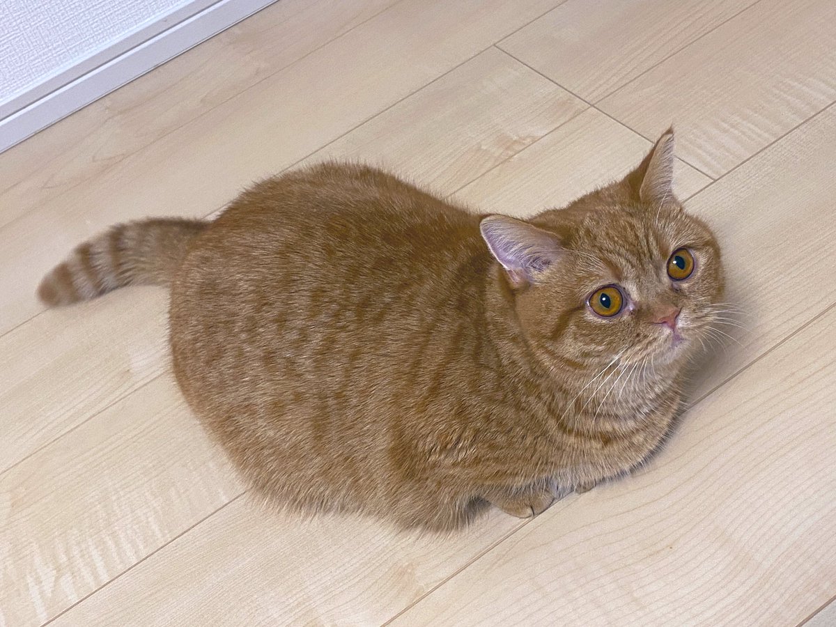 いくら💗
#ねこの日  
#スーパー猫の日 https://t.co/3JwkmpLMB6