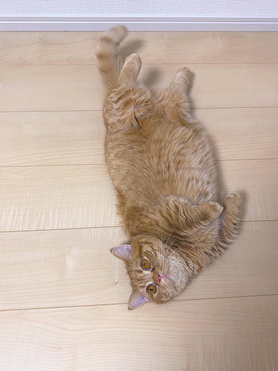 いくら💗
#ねこの日  
#スーパー猫の日 https://t.co/3JwkmpLMB6