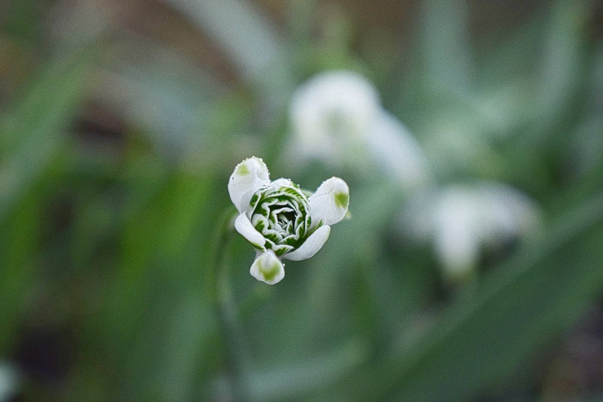 colesbournepark's tweet photo. One final weekend to see our lovelies before they retire for some well-earned snoozing! There's plenty to see, as well as wonderful homemade cakes and teas courtesy local charity #Turn2Us.
No need to book, open from 1pm 🌼💚
#galanthophile #snowdrop #spring #colesbourne #glos https://t.co/vwSQG5FRvL
