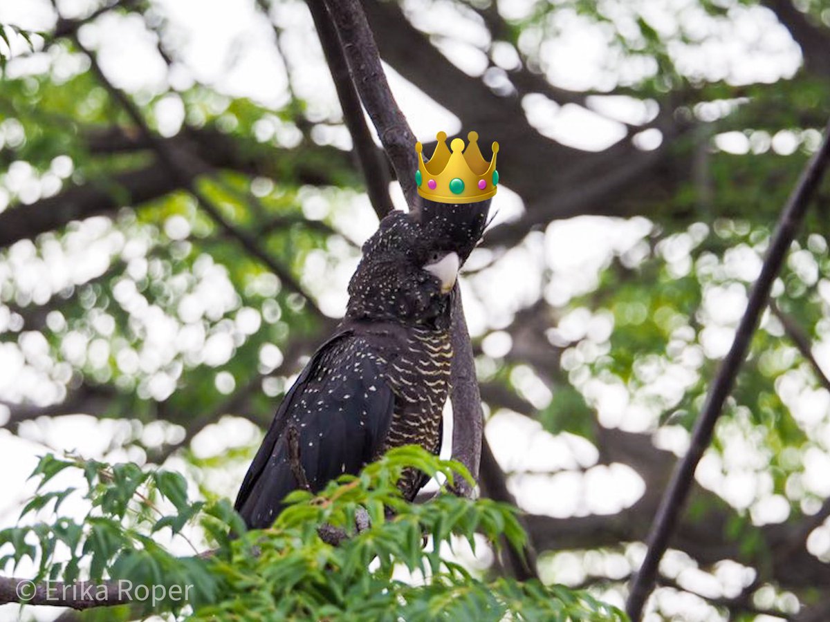 _erikaroper's tweet photo. In honour of it being #CockaTuesday AND #TwosDay (22/02/2022) I’m going to share some cockatoos that happen to be on my phone.
First up, my study species, the Karak*, wearing a crown because she won #BestOfCrest and #Cockatoo2022 this year!
*Forest Red-tailed Black-cockatoo https://t.co/M7BP1KyYNt