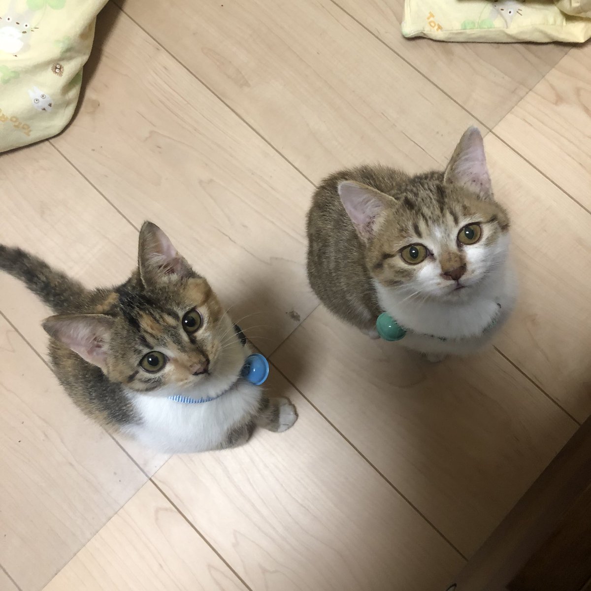 koro729's tweet photo. 生後3ヶ月にゃんず🐈🐈
まだまだ幼い🥰
ポイントはイロチの鈴☺️
#猫の日
#ねこの日
#ネコの日
#猫の日2022
#FUU_SUI
#姉妹 https://t.co/pGfKc2wvT5