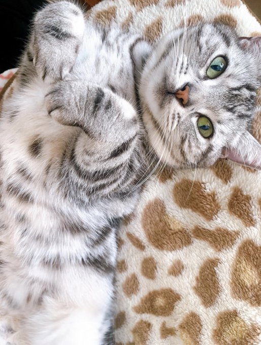 アメリカンショートヘアのtwitterイラスト検索結果 古い順