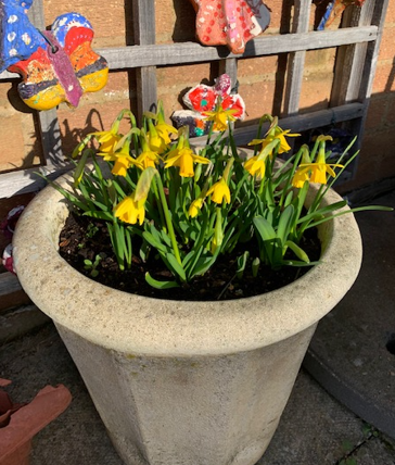 Whitehillslibr2's tweet photo. Lovely to return after half-term to this post! Thank you @RHSSchools for our certificate and fantastic book 😀
Plus our BBC #GreenPlanets seed balls arrived and the daffodils are starting to flower! #Spring https://t.co/UWg6l5LywP