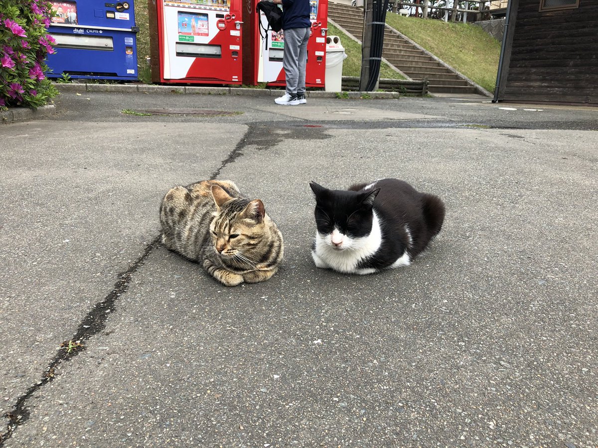 healingcat_bot's tweet photo. いつも仲良しコンビでした (erumoepiko)さんより https://t.co/K3asLjQvst