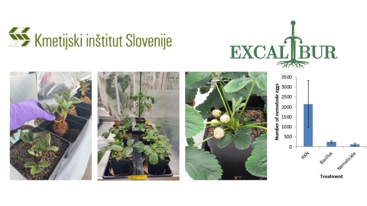 EXCALIBUR (@excalibur_h2020) on Twitter photo In the glass-house pot experiment by <a href="/KISinstitut/">Kmetijski inštitut Slovenije</a> bacterial strain significantly reduced nematode population which was comparable to the application of the chemical nematicide. #H2020 #planthealth #soilhealth In the glass-house pot experiment by <a href="/KISinstitut/">Kmetijski inštitut Slovenije</a> bacterial strain significantly reduced nematode population which was comparable to the application of the chemical nematicide. #H2020 #planthealth #soilhealth