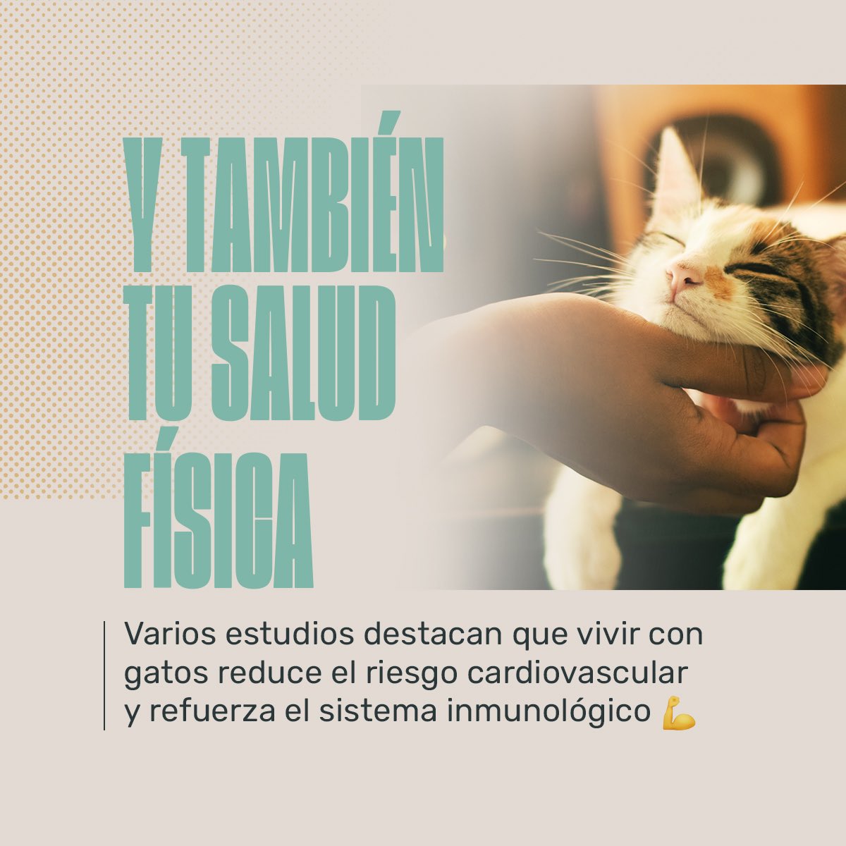 Animalhub_es tweet picture