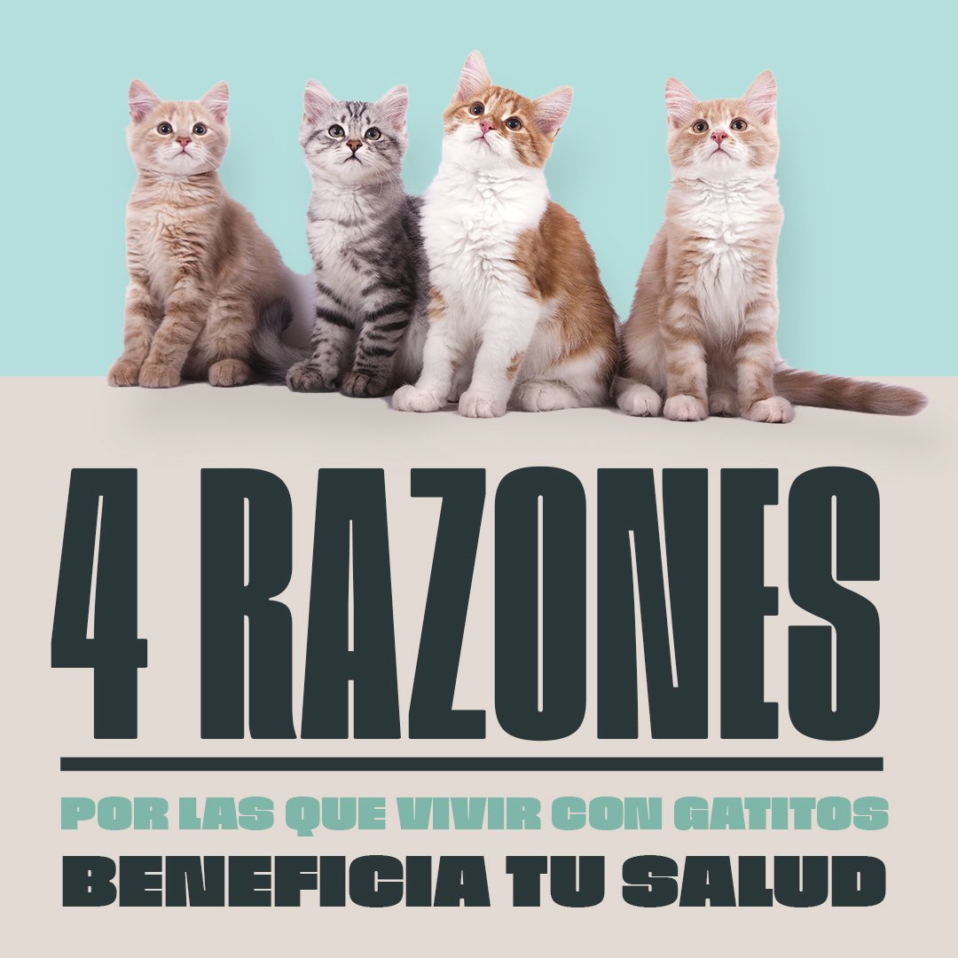 Animalhub_es tweet picture