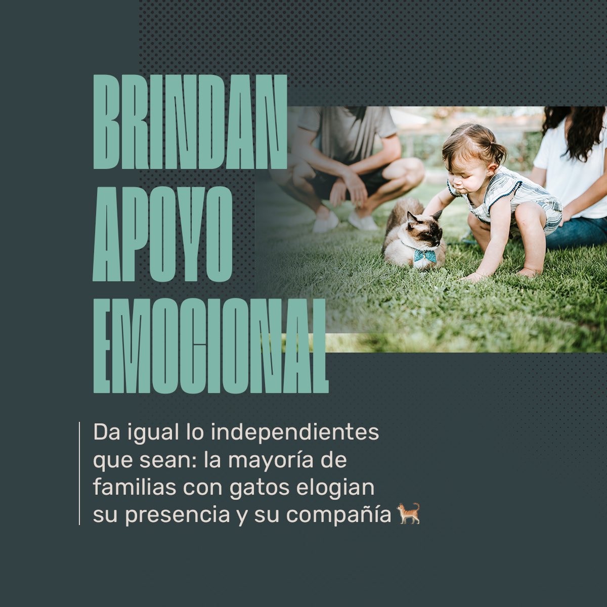 Animalhub_es tweet picture