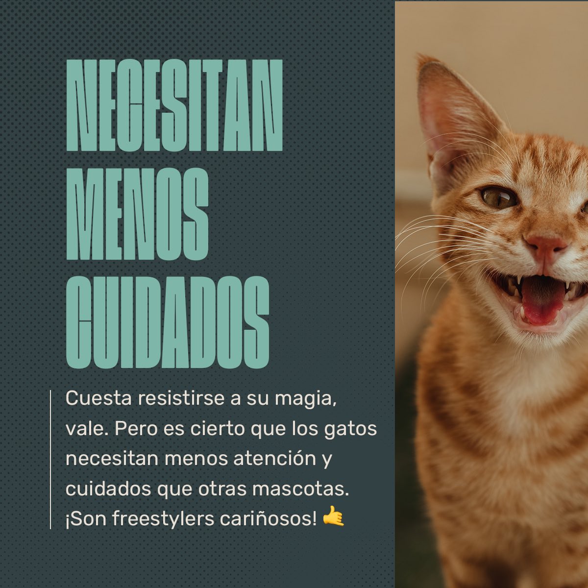 Animalhub_es tweet picture