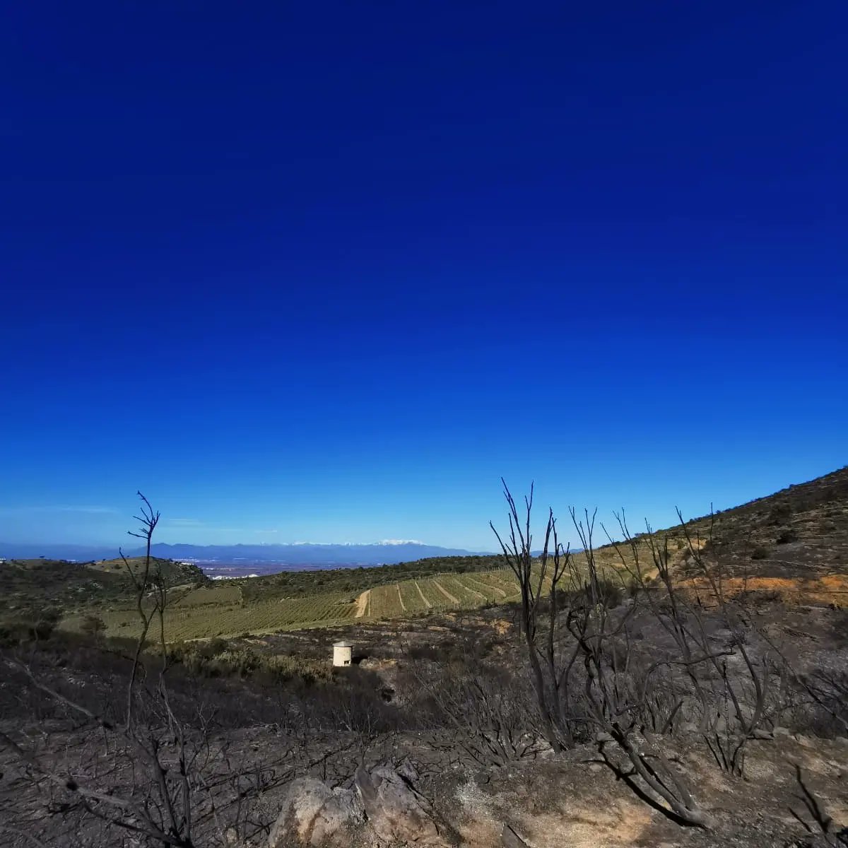Estem tristes perquè avui ha cremat un tros de Mas Marès. 

No ens sorprèn, arrosseguem una sequera que ve de mesos enrere. De fet vam tenir molta sort l'estiu passat, vam tenir un avís, el risc continuava i continua. 

Sabíem, ho hem comprovat, que el mosaic ajuda a parar el foc