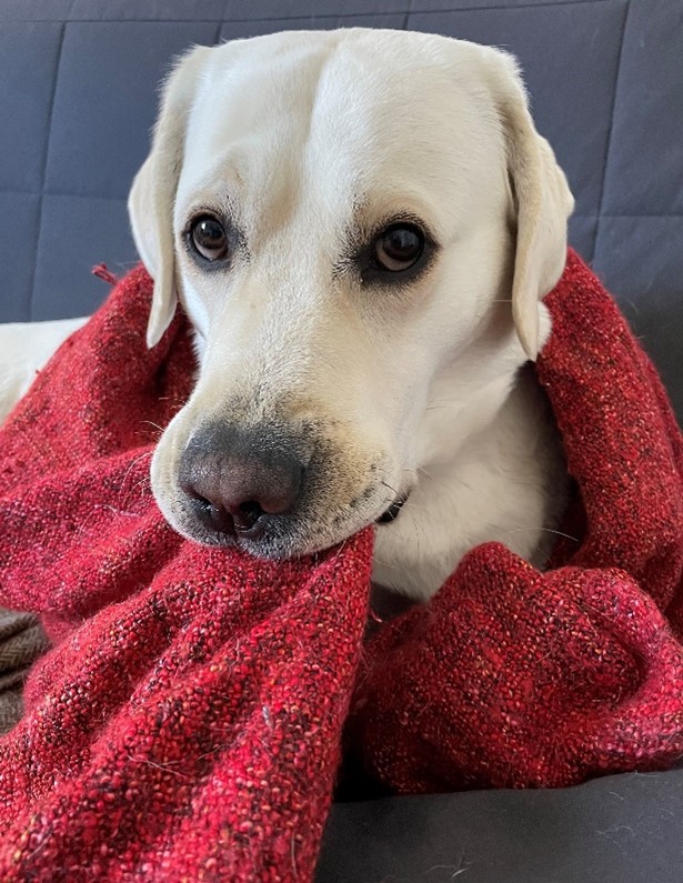 <a href="/janetSnapCare/">Janet MacLennan</a> lovely dog Ness wanted to join in and help raise awareness for #WorldEncephalitisDay (Okay, he may have been ‘encouraged’ a little!) Please RT and help raise awareness. <a href="/encephalitis/">Encephalitis International</a> @encephalitisava #Red4Wed #Encephalitis #WorldEncephalitisDay