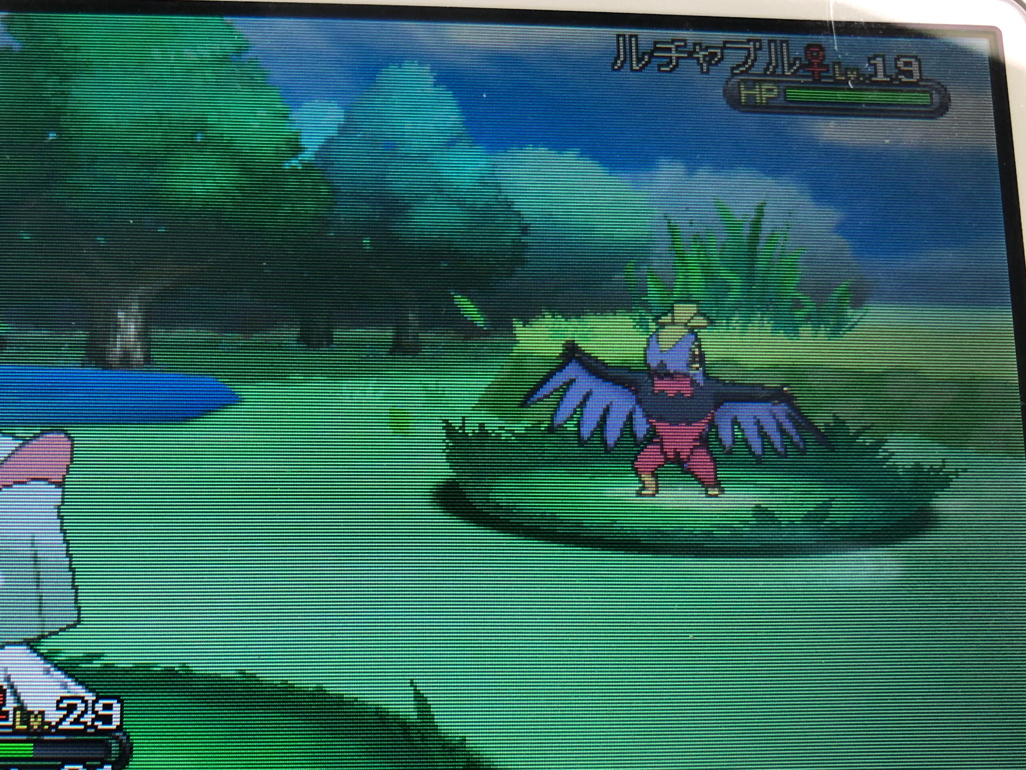 Reira ポケモンxyやってたら色違いのルチャブル出てきた やっぱ猫の日はすごい T Co Geuhxi96f4 Twitter