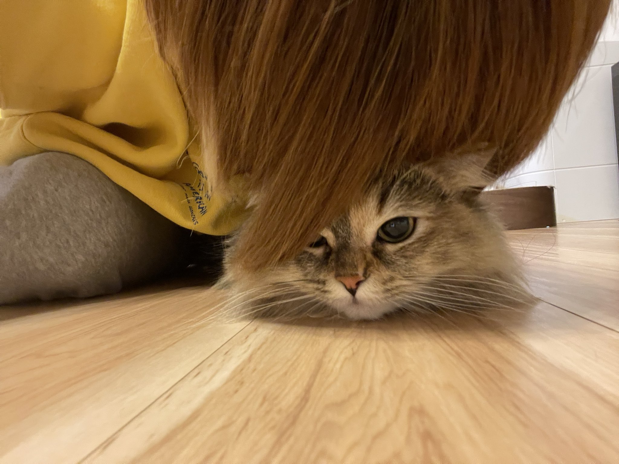 からつけあっきぃ Amptak 猫の日 T Co L08vdeuewj Twitter