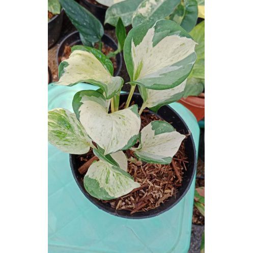 Adhigana6's tweet photo. Saya menjual paket tanaman hias seharga Rp150.000. Dapatkan di Shopee sekarang! https://t.co/fddzB8D9jh #ShopeeID https://t.co/eg4RAvPJ13