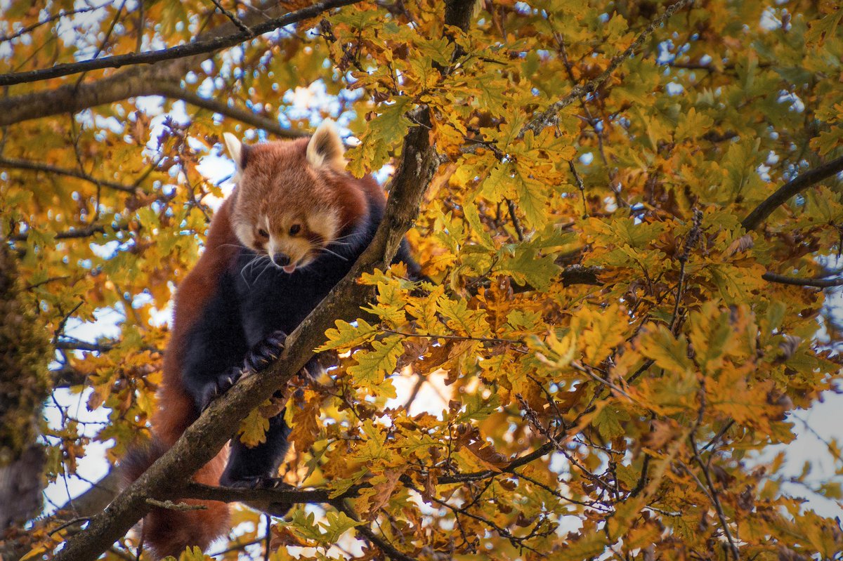 The ancestor of the giant panda is the Ailurarctos (“cat bear”), which is an extinct genus of the Chinese panda that lived 8 million years ago. The skull of another ancestor, Ailuropoda microta, shows that it was half the size of a moder... #panda #pandafacts #facts #welovepandas