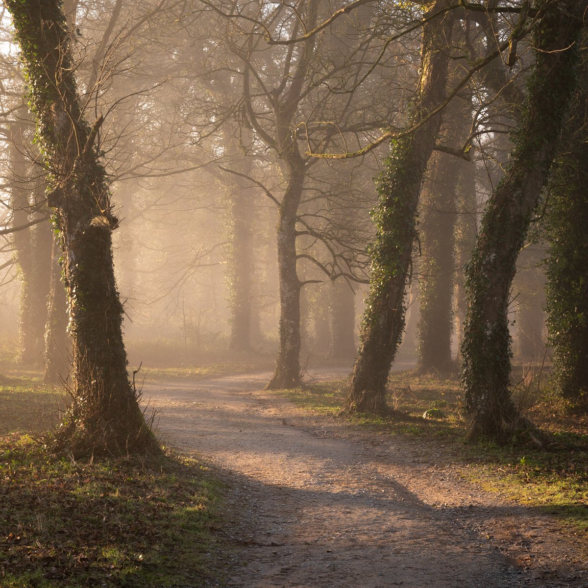 Ballyhoura's tweet photo. Did you know?
There are 20 waymarked walks ranging in distance from 5km to 18km in #Ballyhoura. These walks vary from easy strolls to challenging hikes through sandy roadways, woodland trails and forest paths.
#DiscoverBallyhoura #VisitBallyhoura #TrailsGuide #Keepdiscovering https://t.co/62NpEIhpMC