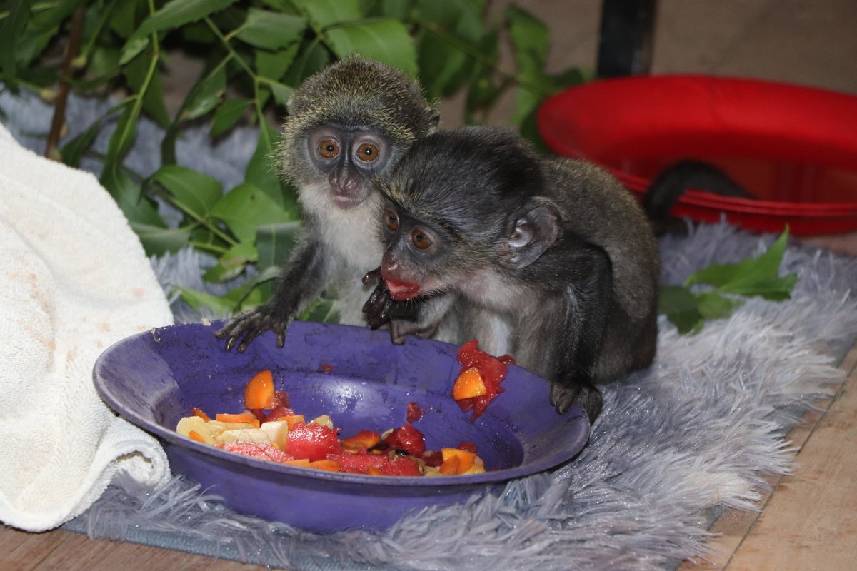 Team_Colobus's tweet image. ✨2-sday, 22-2-22 calls for a picture of the 2 tiny sykes orphans we are caring for until they are big enough to be released! 🐒🐒 #2cute #twosday #primates #rescue #orphans #primatesarenotpets #conservation #conservationdiani