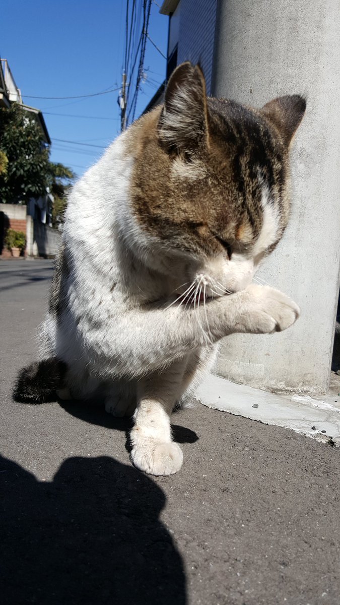 nikuQ365's tweet photo. 🐾ス~パ~猫の日🎊　とら君😸笑ってる様に👀見えませんか⁉　フリ~ザが[オ~ッホホホホ💋]って笑ってる時に似てるとも想えてきた(^^)v https://t.co/ErOuUIjvxL