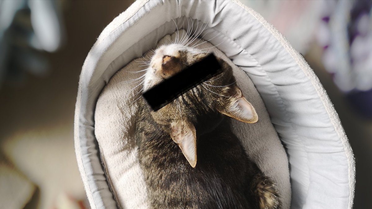 ヨシノカナタ tweet media