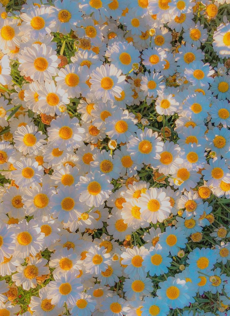 zhipanda's tweet photo. Masih kamu, hanya kamu dan tetap kamu diantara kumbang lainnya. Tak sebanding dengan mataharimu, aku hanya daisy. Matahari mu memang selalu menjadi sorot utama bagi siapapun, dan si daisy ini hanya lemah tertiup angin. Bahkan untuk bersaing,daisy tidak pernah membayangkannya... https://t.co/uTcq0iyT8C