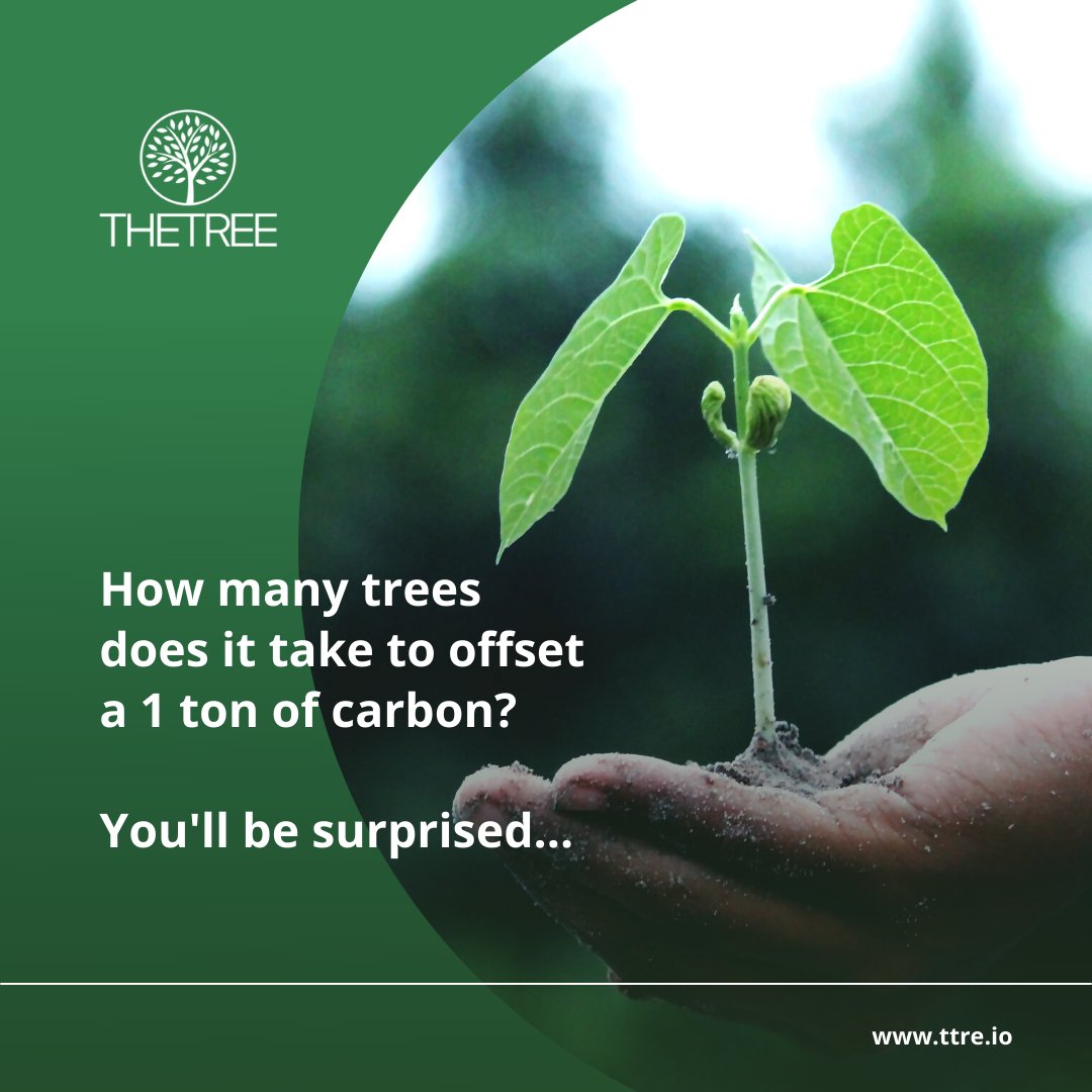Thetreeio's tweet photo. How many trees does it take to offset a ton of carbon? You'll be surprised: only 6 trees offset 1 ton of CO2.
⠀
THE TREE have a clear way and a great investment opportunity. Let's do it together.
⠀
📲 https://t.co/t1JpLynGlj

 #thetreecoin #sustainable #investment https://t.co/Ci1OiV230z