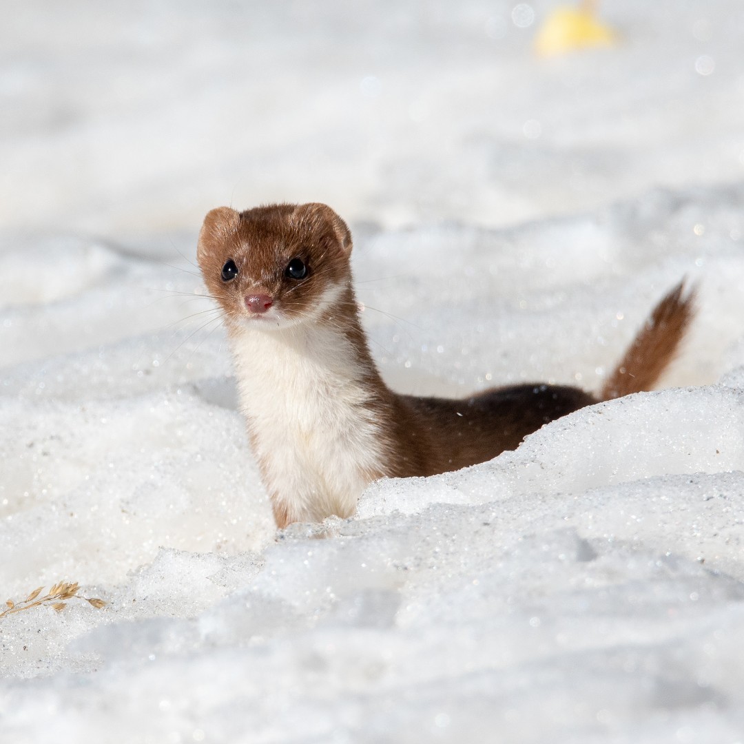 Aktualisierte Vollzugshilfe: Rote Liste der Säugetiere: Von den 55 bewerteten einheimischen Arten der Säugetiere (ohne Fledermäuse) befinden sich 19 (35 %) gemäss <a href="/IUCN/">IUCN</a> -Kriterien auf der Roten Liste. bafu.admin.ch/uv-2202-d 
Webdossier: bafu.admin.ch//bafu/de/home/…