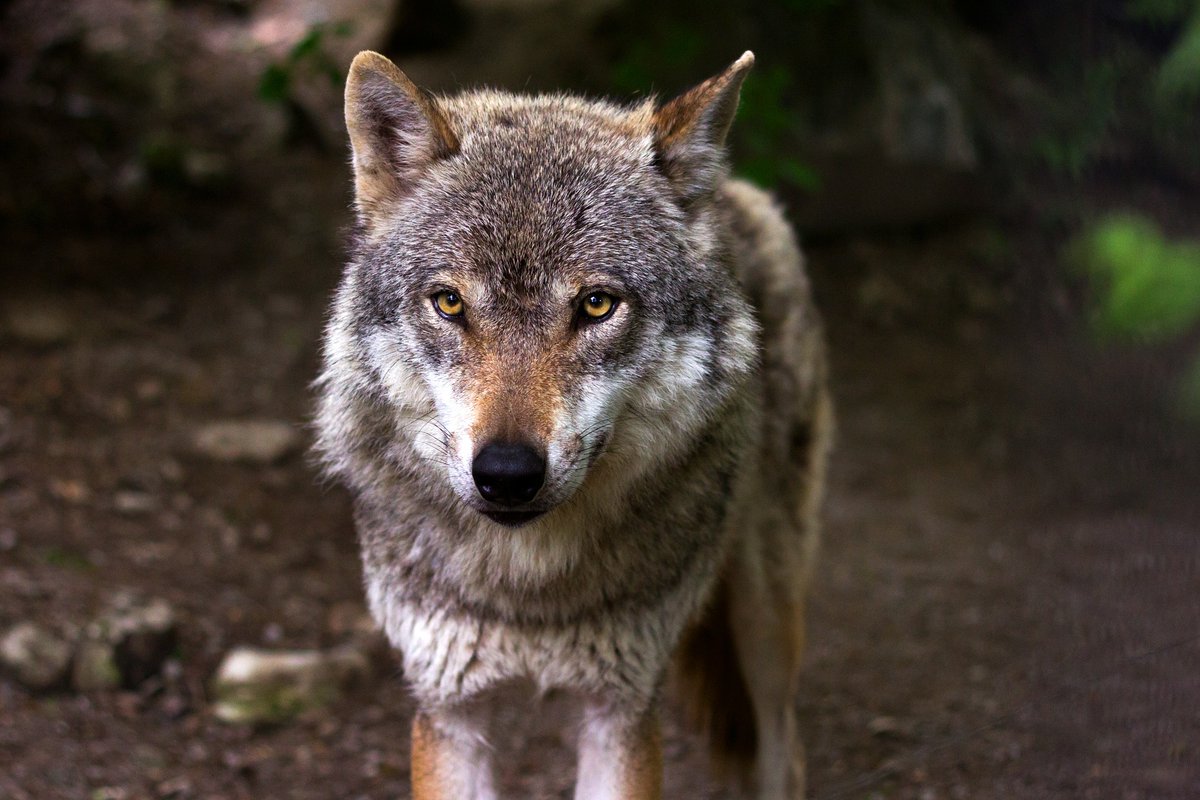 welovewolves's tweet photo. There are 50,000 wolves in Canada, though they are no longer found in New Brunswick, Newfoundland or Nova Scotia. They are hunted as a game species. #WolfFact #WolvesFacts #LoveWolves https://t.co/1HjcrOsDBK