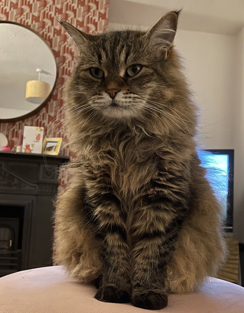 Gwenthebabber's tweet photo. Excuse me, but I usually sit on the sofa. Stop taking pictures of me and move. https://t.co/RJJsNynnqm