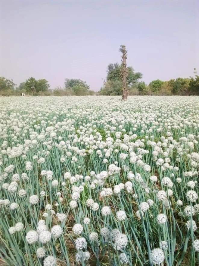 aminoutawa's tweet photo. 🇳🇪 Niger | Un paysage blanc ! Ce n’est pas la neige au Niger mais la floraison des oignons. 

Février, c’est l’époque de la floraison des bulbes d’oignons qui ont été replantés pour la production de graines de la variété Violet de Galmi. 

ÉMIR DU SAHEL https://t.co/V2LXtSCWEE