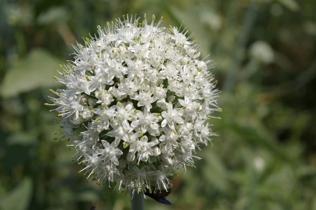 aminoutawa's tweet photo. 🇳🇪 Niger | Un paysage blanc ! Ce n’est pas la neige au Niger mais la floraison des oignons. 

Février, c’est l’époque de la floraison des bulbes d’oignons qui ont été replantés pour la production de graines de la variété Violet de Galmi. 

ÉMIR DU SAHEL https://t.co/V2LXtSCWEE