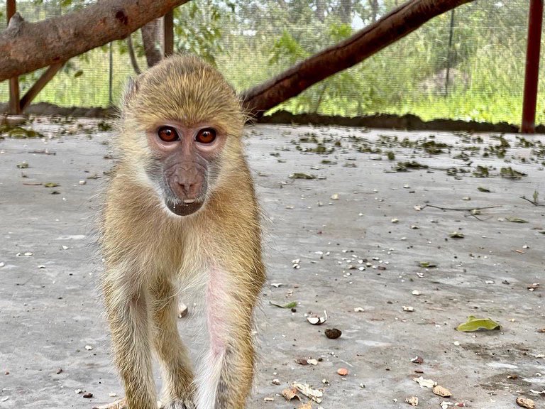Tasila is a young female baboon who was confiscated by the ZPP Rescue Team the 13th of January of this year. She had been chained since baby. Tasila has finished her quarantine and she is being moved to the main baboon enclosure to start integrations 💚 Go Tasila! #wildlife