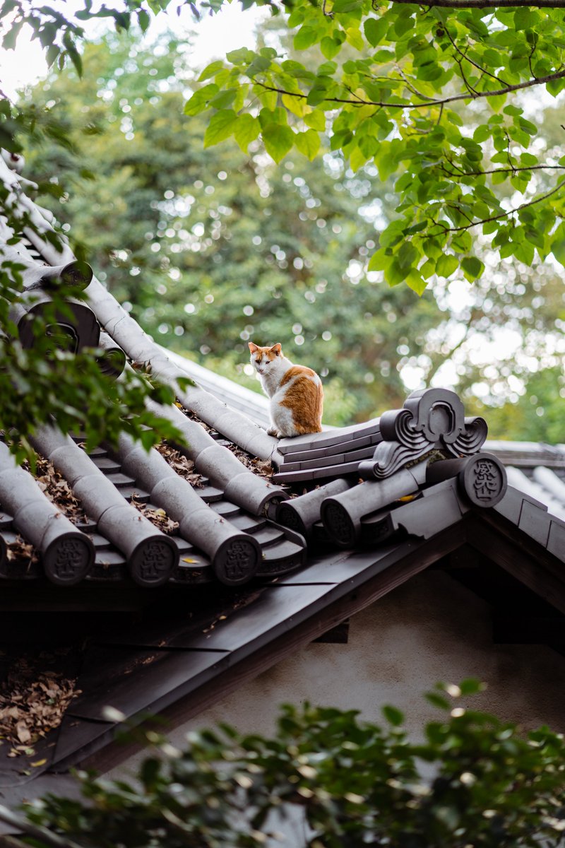 Ichiban_Japan's tweet photo. Le 22 février, c'est Neko No Hi, la journée du chat au Japon ! 🐈
2 se prononce "ni" donc 22/2 = ni ni ni (qui rappelle le miaulement d'un chat).
Et cette année on est en 2022 donc ça fait encore plus de ni ni ni 😻 https://t.co/hUjPC8eTAn