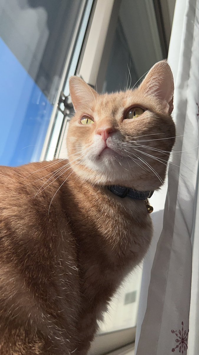 feb_american's tweet photo. #スーパー猫の日 
フェブくん5歳の誕生日です🎉🎊🎊
お祝いにちょっといい缶詰食べました
長生きしてよね！！
マイスウィートアイドル！ https://t.co/jBa561haph