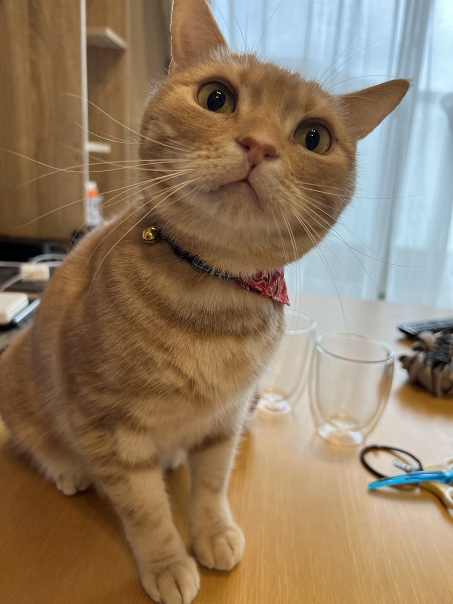 feb_american's tweet photo. #スーパー猫の日 
フェブくん5歳の誕生日です🎉🎊🎊
お祝いにちょっといい缶詰食べました
長生きしてよね！！
マイスウィートアイドル！ https://t.co/jBa561haph