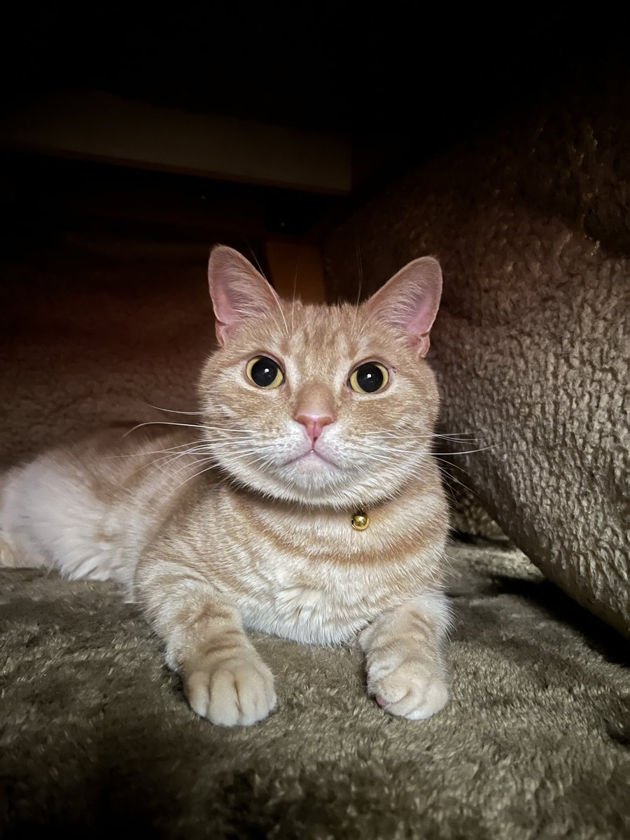 feb_american's tweet photo. #スーパー猫の日 
フェブくん5歳の誕生日です🎉🎊🎊
お祝いにちょっといい缶詰食べました
長生きしてよね！！
マイスウィートアイドル！ https://t.co/jBa561haph