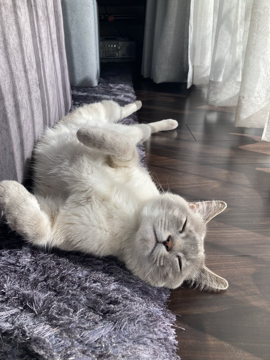 Ichiban_Japan's tweet photo. Le 22 février, c'est Neko No Hi, la journée du chat au Japon ! 🐈
2 se prononce "ni" donc 22/2 = ni ni ni (qui rappelle le miaulement d'un chat).
Et cette année on est en 2022 donc ça fait encore plus de ni ni ni 😻 https://t.co/hUjPC8eTAn