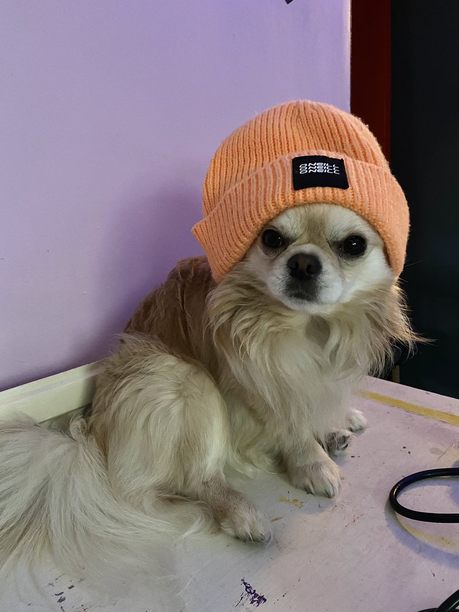lilcoitykitchen's tweet photo. Itβs casual Tuesday in the work from home office today π€#workpal #workpuppa #chihuahuasthatwearhats https://t.co/FLFakrVIVi