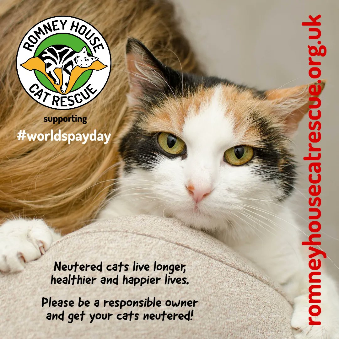 RomneyCats's tweet photo. 😺Today is #WorldSpayDay 
😺#Kittens can be spayed/neutered from 4 months old.
😺This prevents unwanted kittens, protects your #cats against some diseases &amp;        cancers and also helps reduce male #cat injuries from fighting and straying. 
😺Don't delay - neuter or spay! https://t.co/wLm3ZTPYex