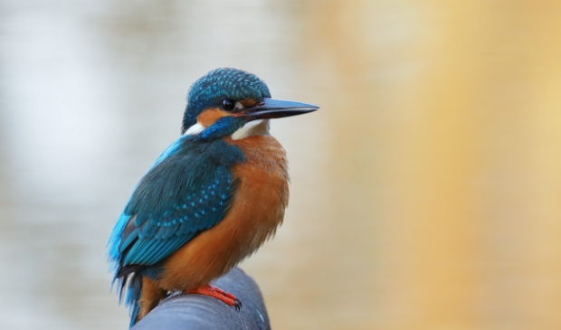 Petitie tegen plannen voor transferium bij De Punt -  oostermoer.info/nieuws/algemee…