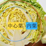 キャベツの豆知識!部位ごとに使い分けると美味しくいただける!