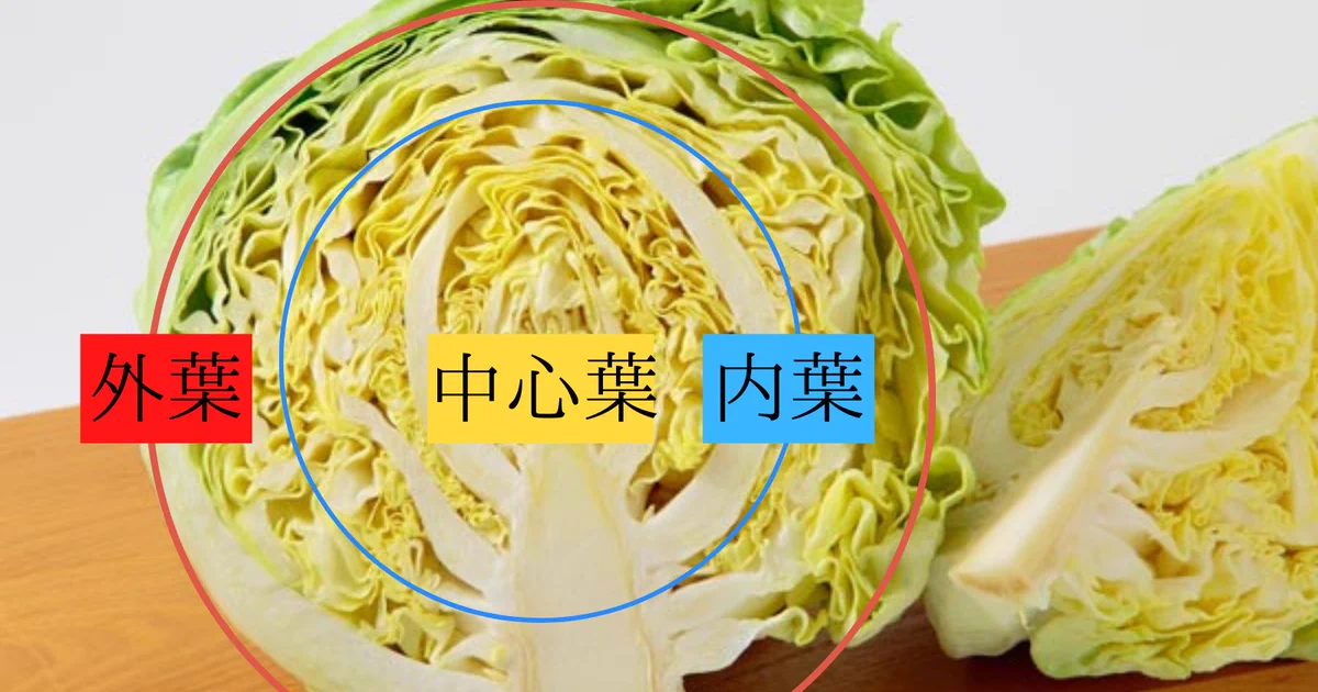 キャベツの豆知識！部位ごとに使い分けると美味しくいただける！