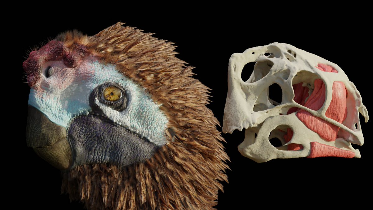 LukeEMeade's tweet photo. Interested in dinosaur jaws? 🦖💀

New paper out now in @SciReports reconstructing oviraptorosaurian jaw muscle anatomy with @FionMaWS ! 

We estimate bite forces, and look at gape and cranial function in a variety of oviraptorids and Incisivosaurus...

https://t.co/vZtpBH67bV https://t.co/ndhm32AWKw