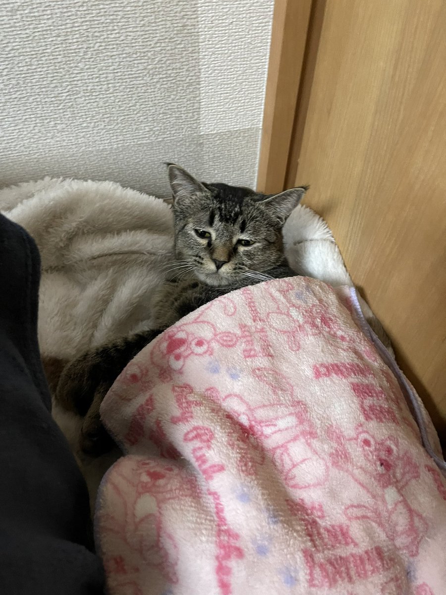 xxxxlowkey's tweet photo. スーパー猫の日だからうちの猫様達見せちゃう https://t.co/uAYrtzGYmG