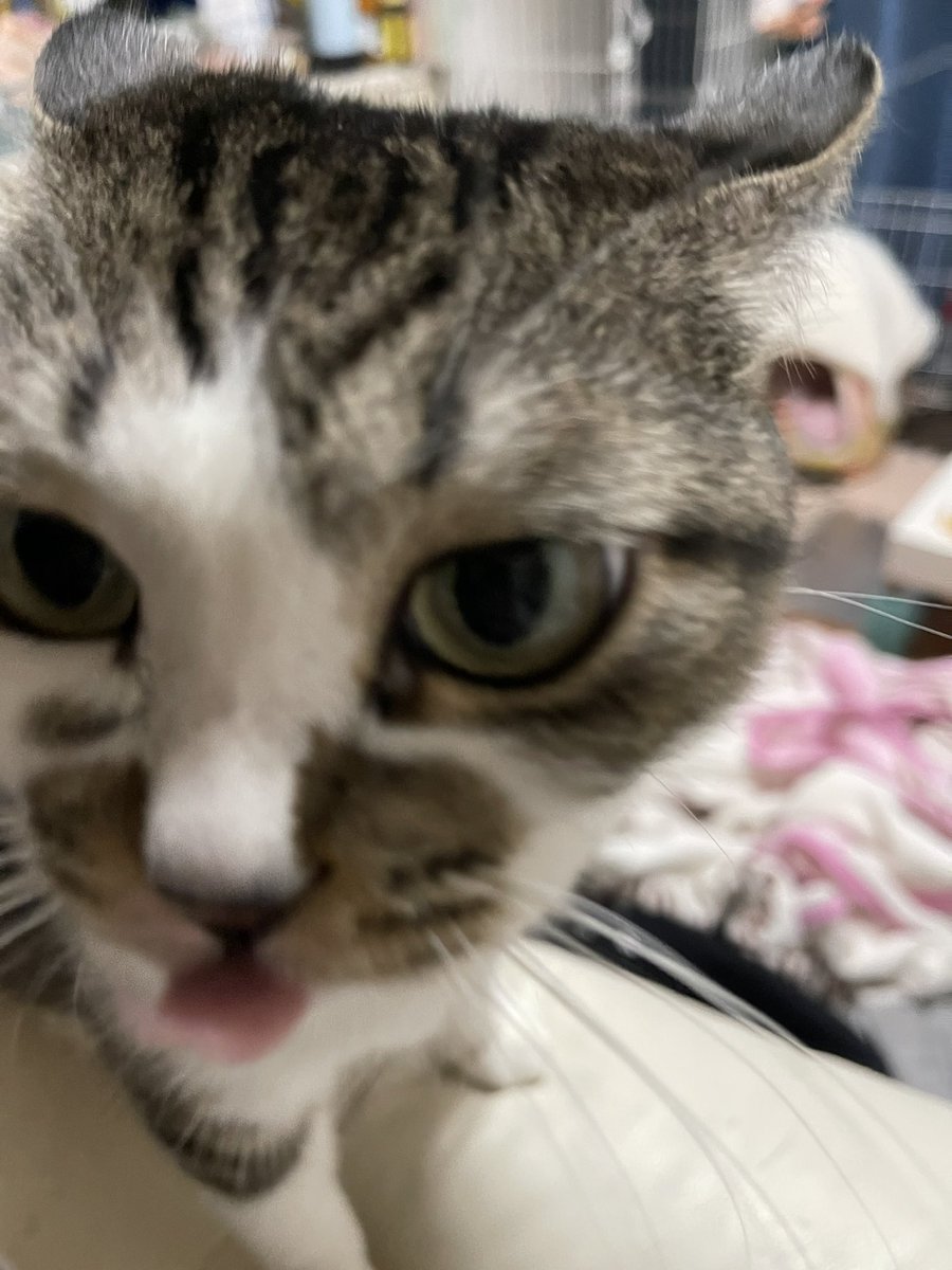xxxxlowkey's tweet photo. スーパー猫の日だからうちの猫様達見せちゃう https://t.co/uAYrtzGYmG