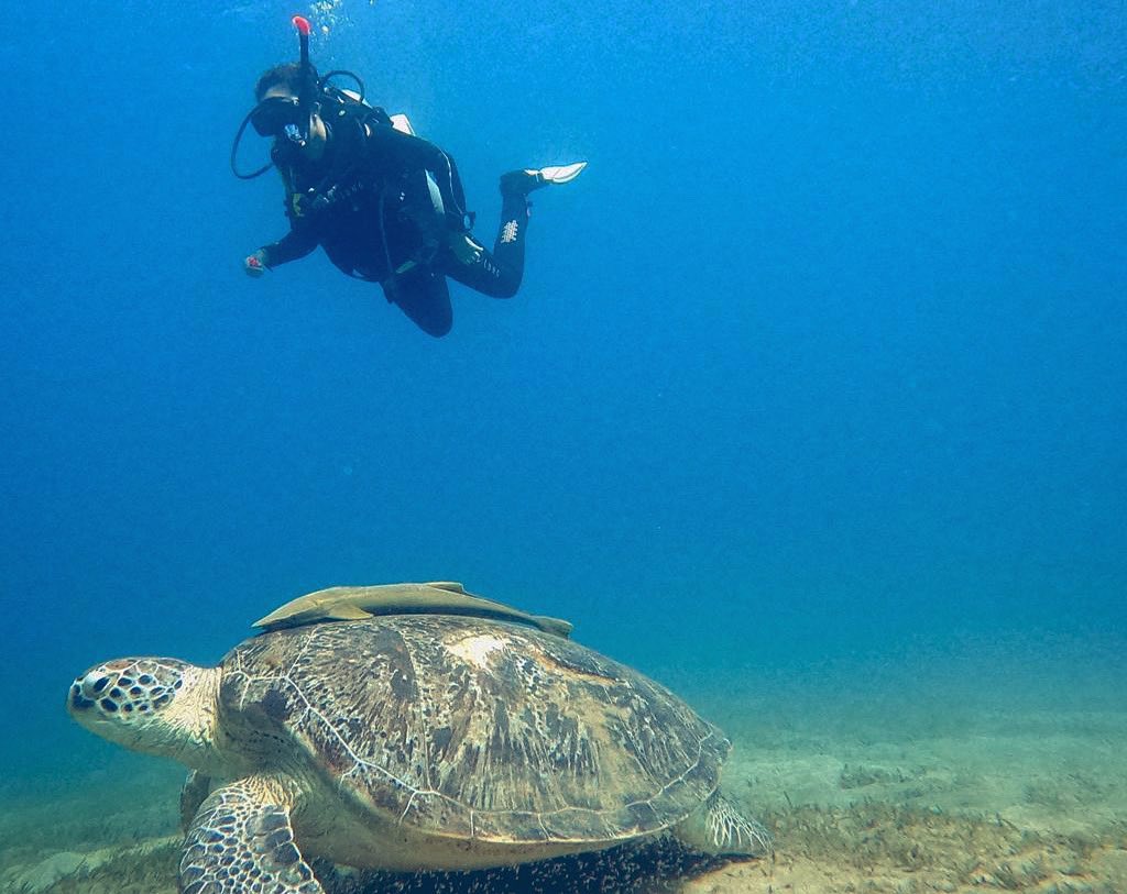 In my element 🐢❤️🤿  #MarsaAlam #Diving #ThisisEgypt #RedSea